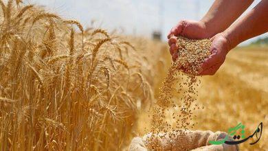 دولت به گندم یارانه می‌دهد؟