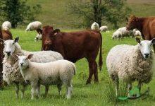 قیمت جدید دام زنده امروز ۷ اسفند ۱۴۰۴/ قیمت گوسفند و گوساله چه تغییری کرد؟